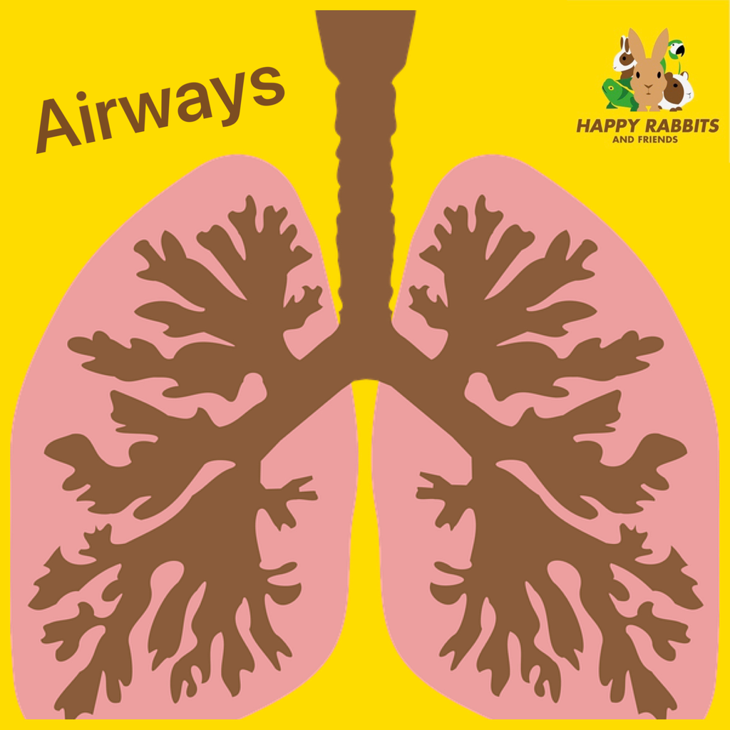 Herbal Package - Respiratory System WINTER