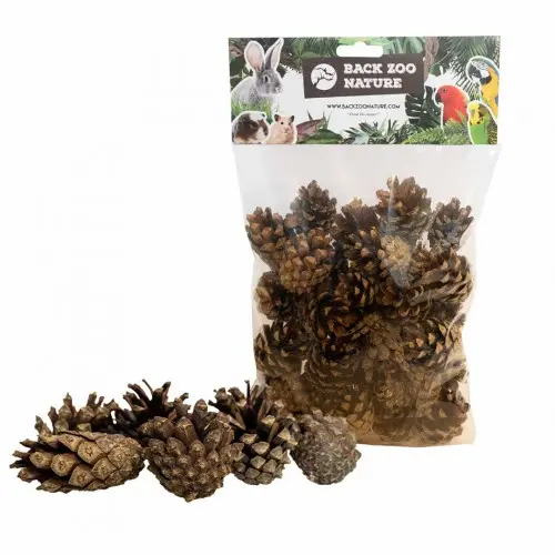 Forest Pine cones 