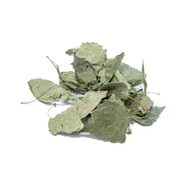 Feuilles de bouleau 