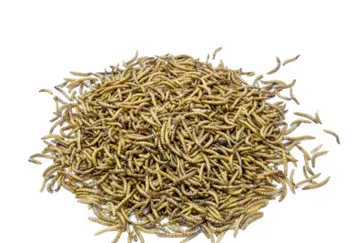 Dried mealworms 