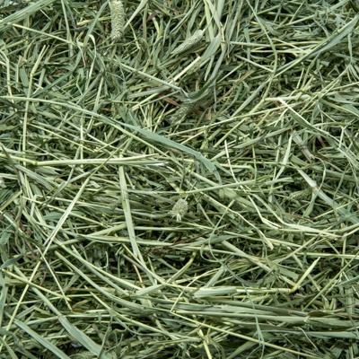 Foin de Timothée - Américain