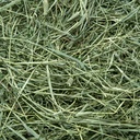 Timothy Hooi - Amerikaans 