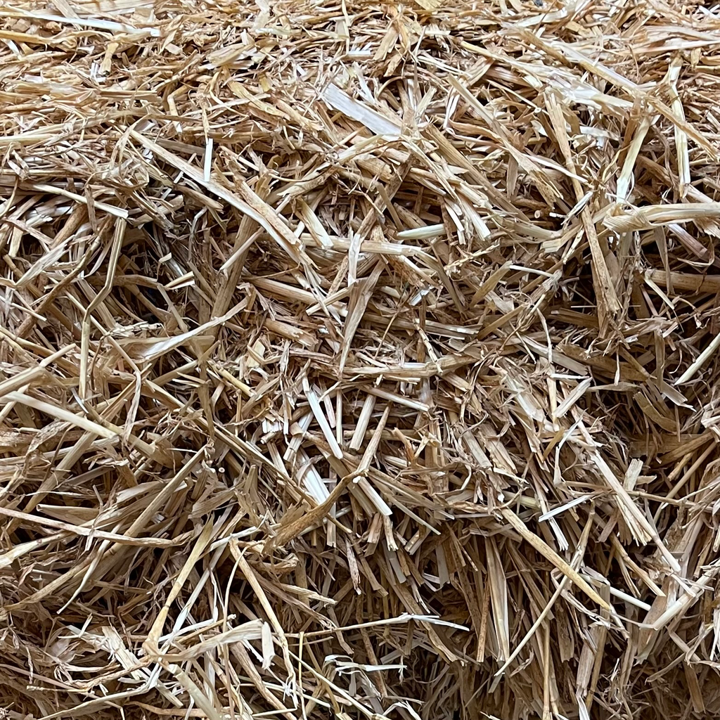 Barley straw - long