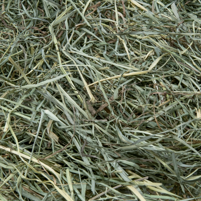 Orchard Grass - Américain