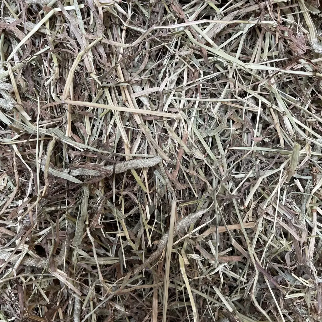 Balle de foin de Fléole des prés - European