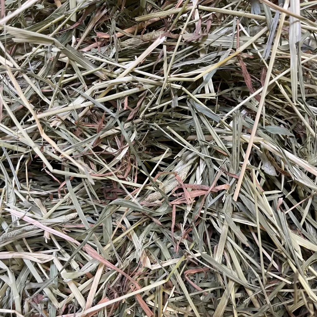 Timothy Hooi - Europees 