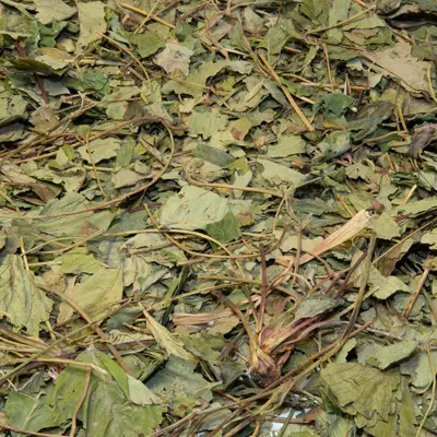 Feuilles de fraisier