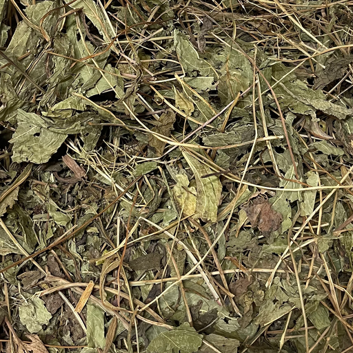 Echinacea - Grove snit