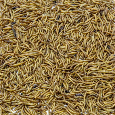 Dried mealworms 