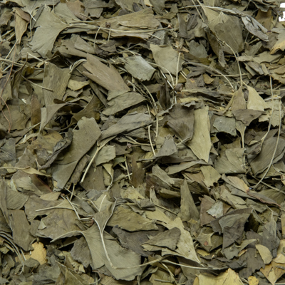 Ginkgo bladeren 
