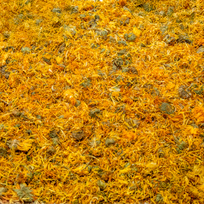 Goudsbloem