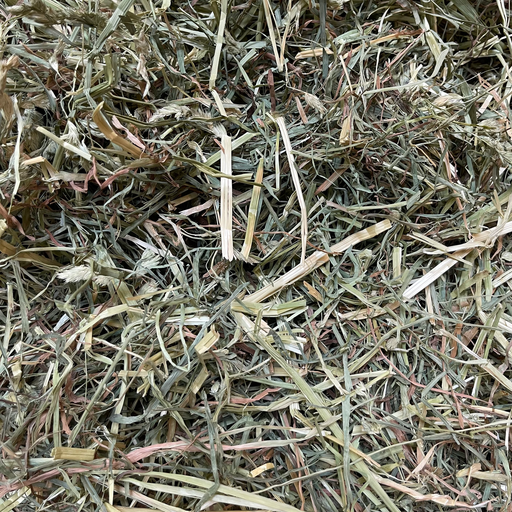 Orchard Grass - Amerikaans