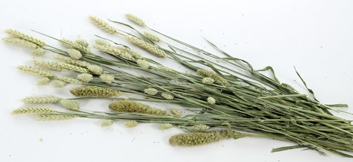 Gnawing field bouquet