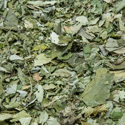 Linden leaves 
