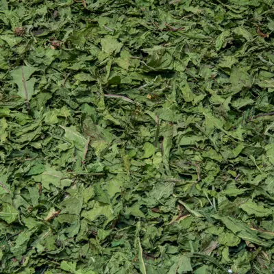 Dandelion leaves 1st