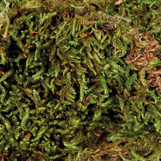 Terrarium moss