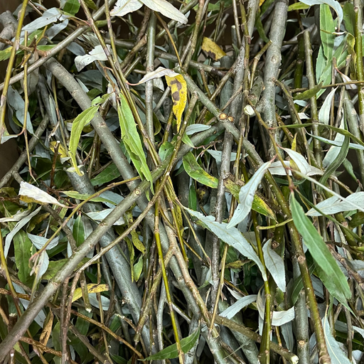 Branches de saule