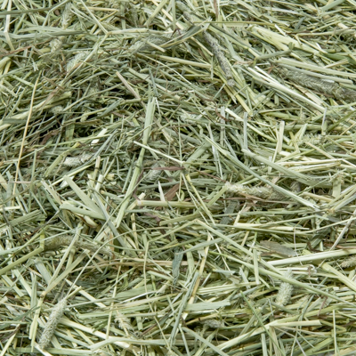 Timothy Hooi - Canadees