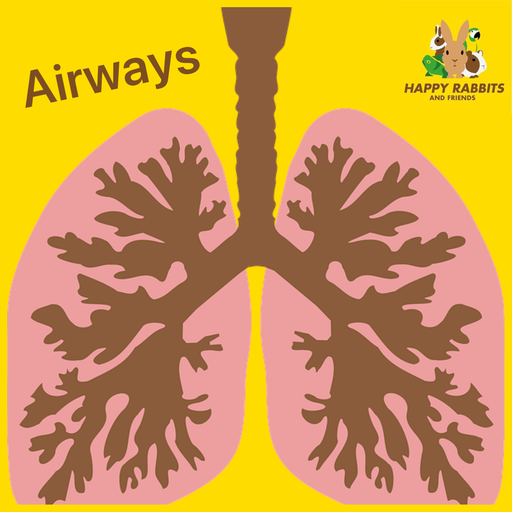 Herbal Package - Respiratory System WINTER