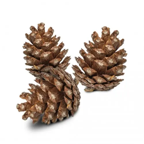 Pommes de pin naturelles des forêts