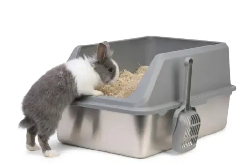 Bac à Litière en Acier Inoxydable et Plastique pour Lapins