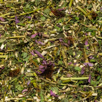 Echinacea - korte snit 